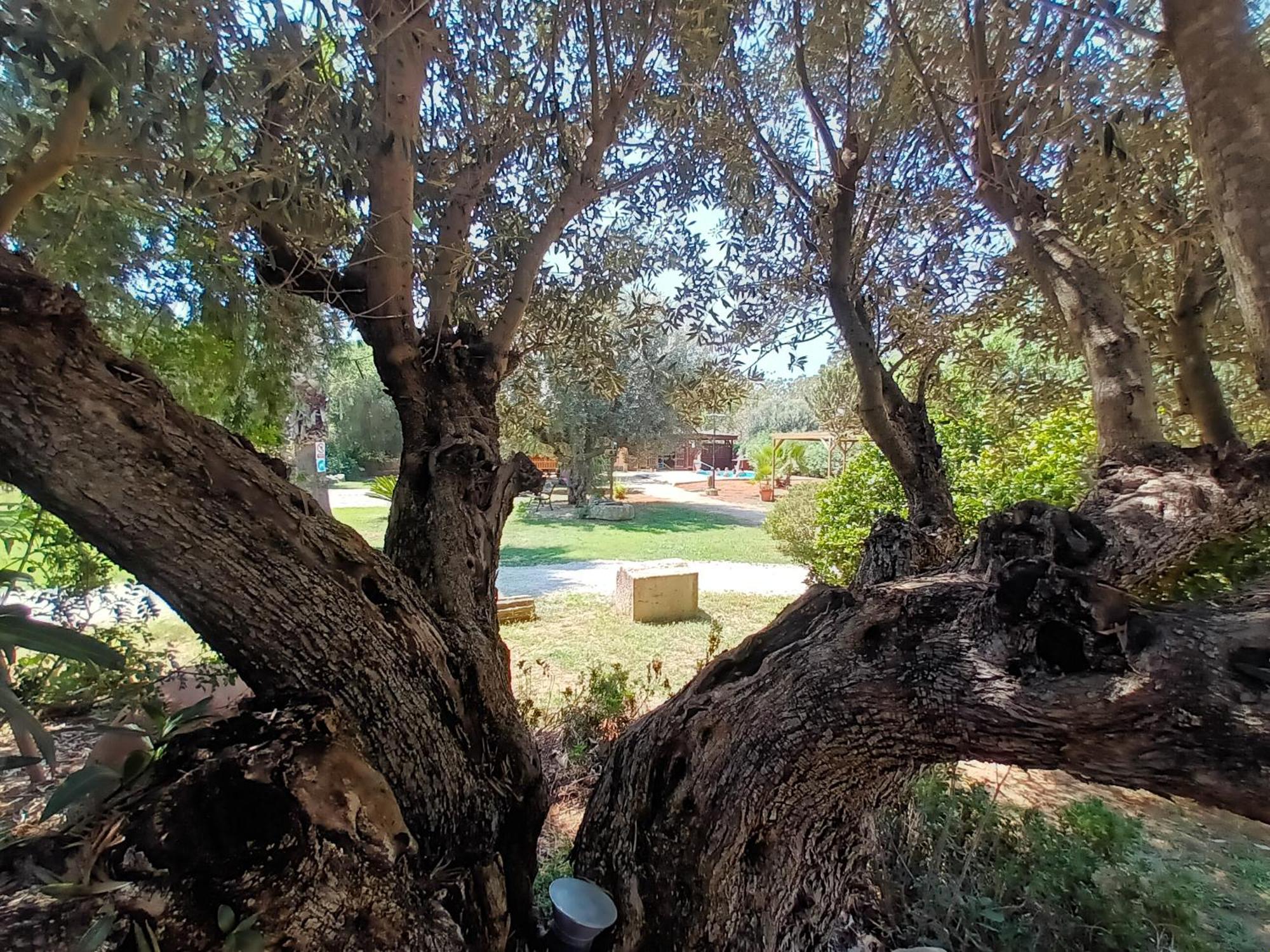 Entre Viejos Olivos Villa Benicolet Eksteriør billede